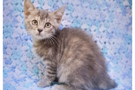 Photo of a gray tabby kitten