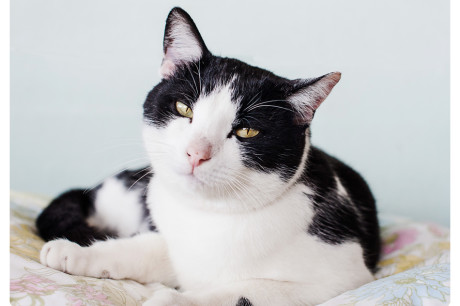 Photo of a black and white cat