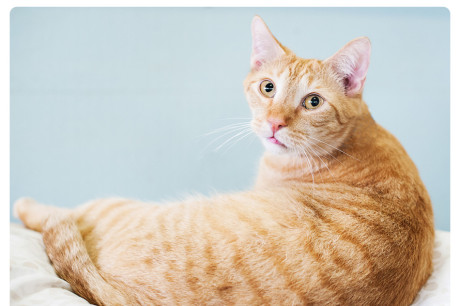 Photo of an orange tabby cat