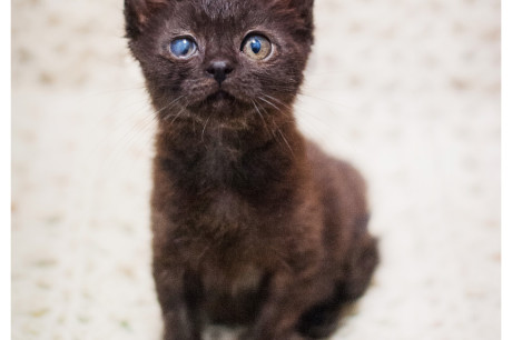 Photo of a black kitten