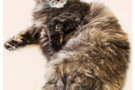 Photo of a long haired torti cat