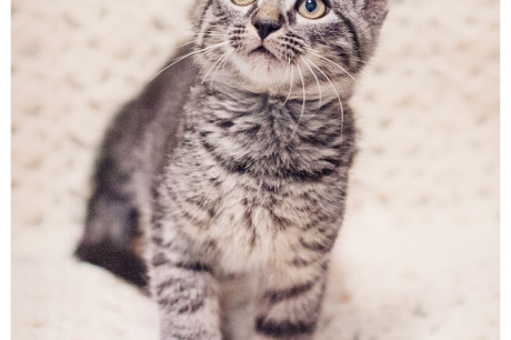 Photo of a black and gray tabby kitten