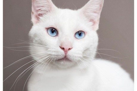 Photo of a white siamese cat