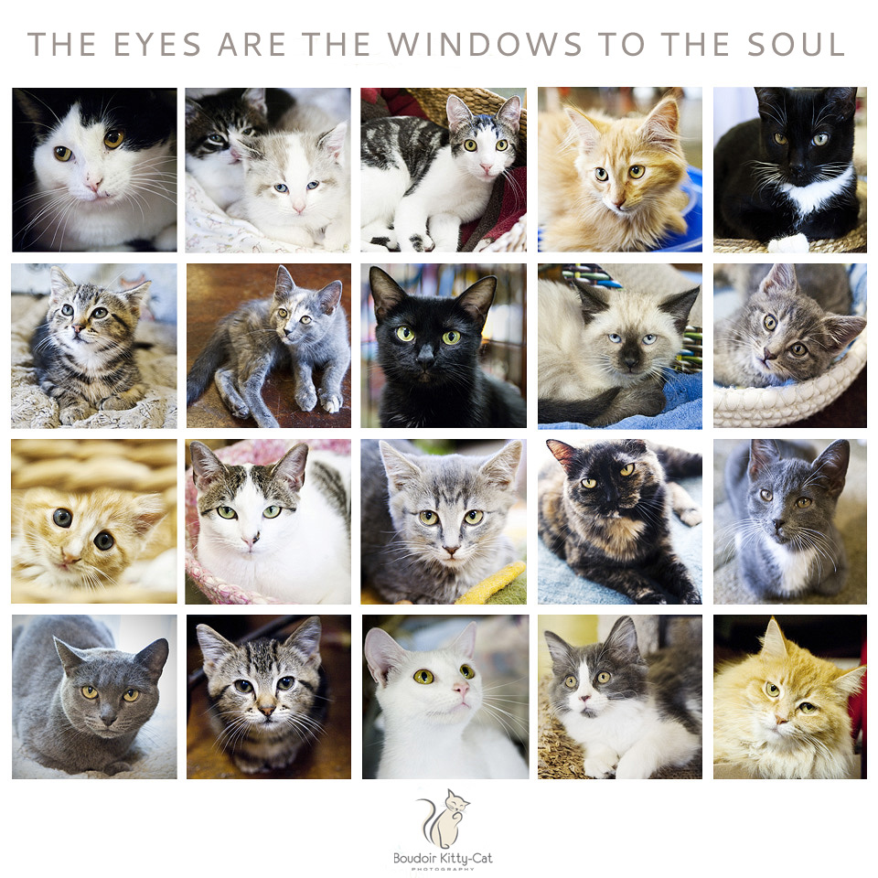 The Eyes Are The Windows To The Soul | Boudoir Kitty-Cat Portraits