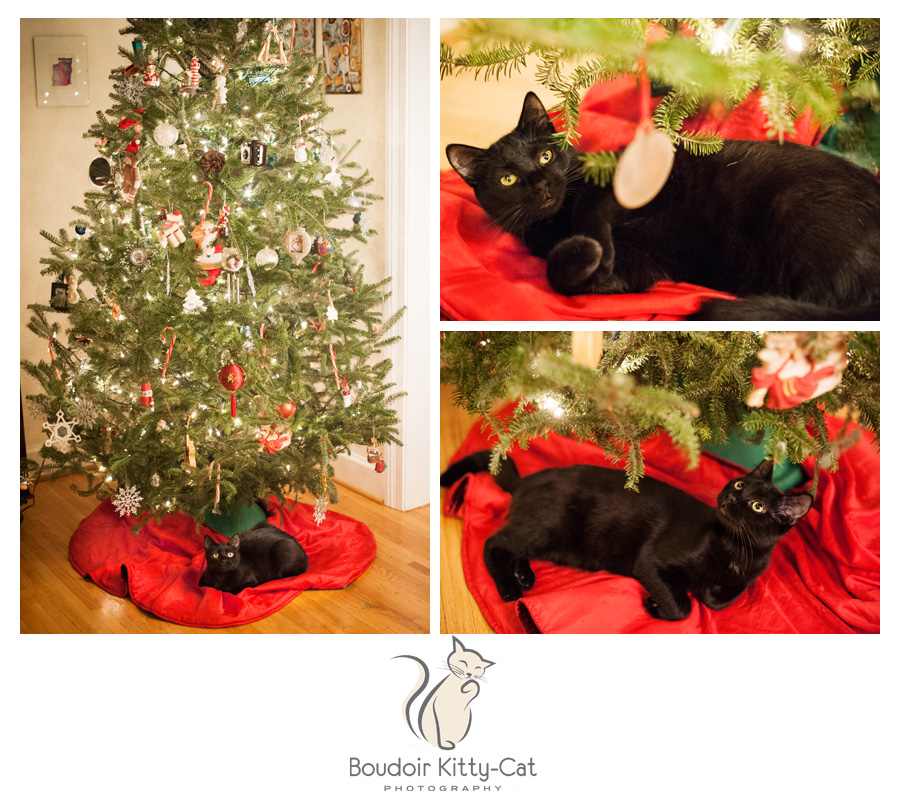 CutePhotosofBlackCatsWithChristmasTrees-001