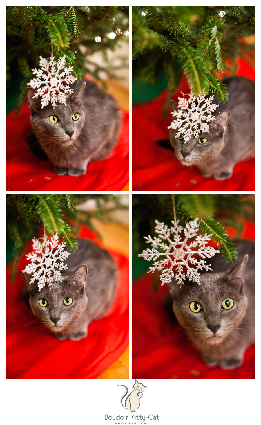 CutePhotosofRussianBlueCatWithChristmasTrees-002