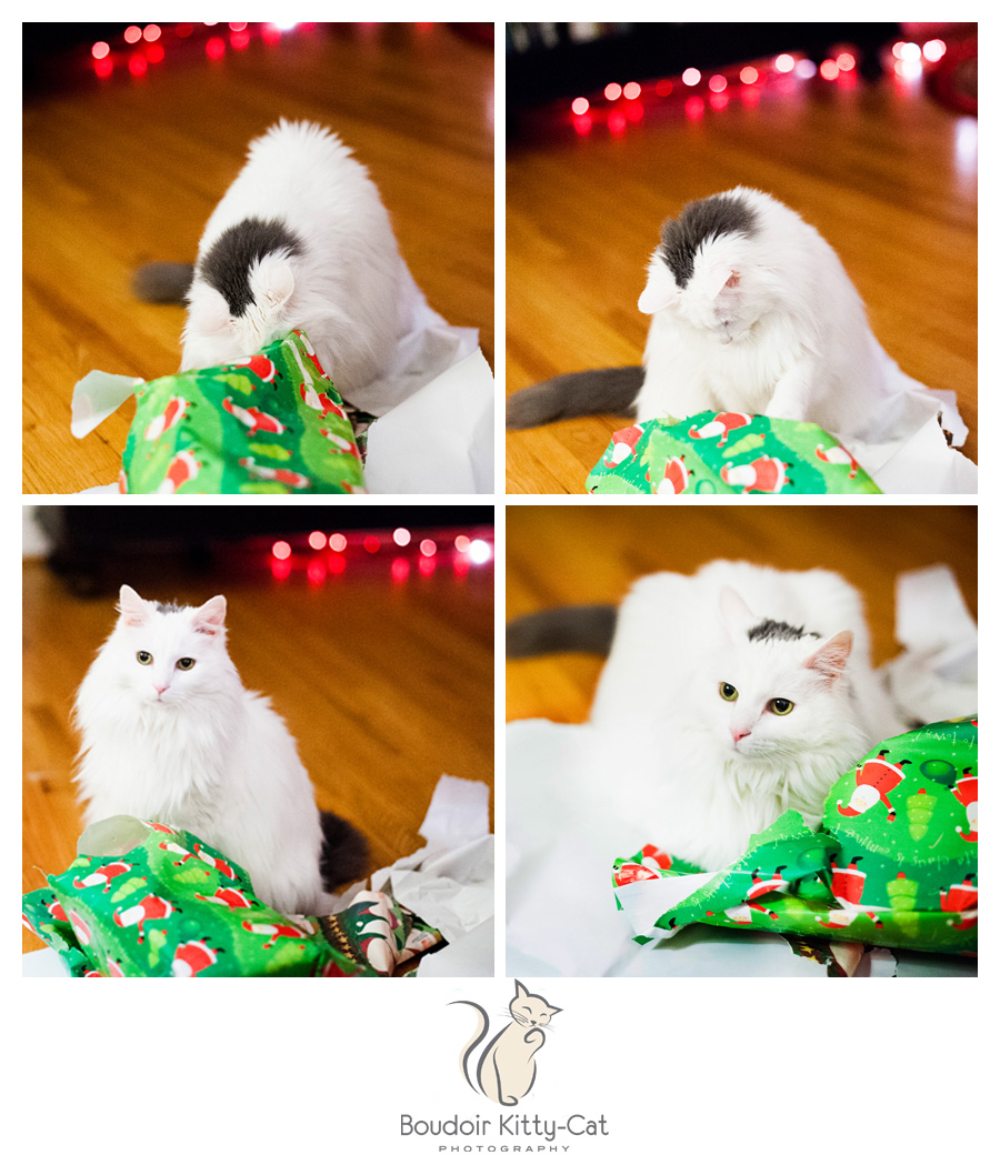 CutePhotosofWhiteCatWithChristmasWrappingPaper-001