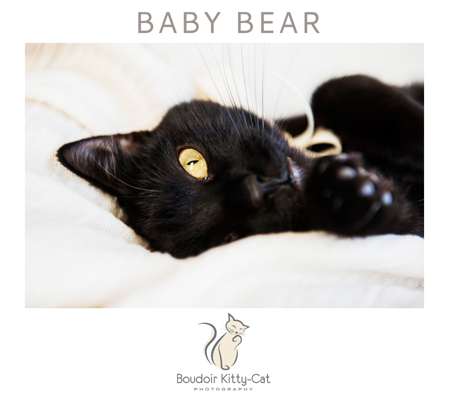 BabyBearCuteBlackCatPhotos-001