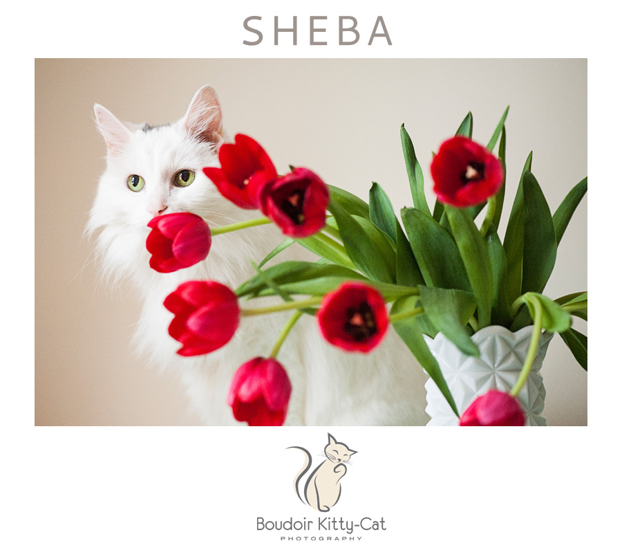 ShebaCuteWhiteCatPhotos-001