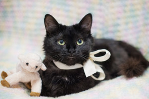 Photos of Cute Black Cats