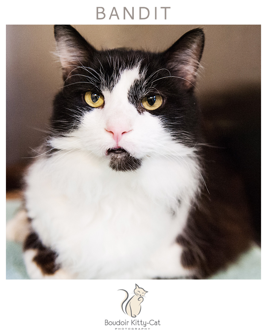 BoudoirKittyCatAdoptionPortrait Bandit-002