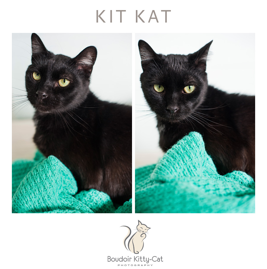 Safe Place For Animals Boudoir Kitty-Cat Adoption Portrait Kit Kat-002