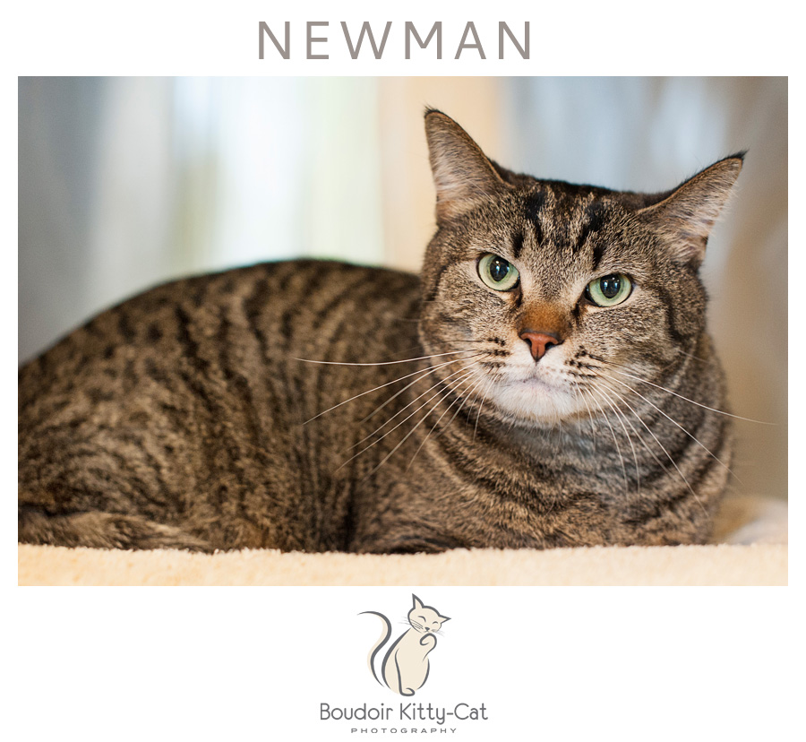 BoudoirKittyCatAdoptionPortrait Newman-001