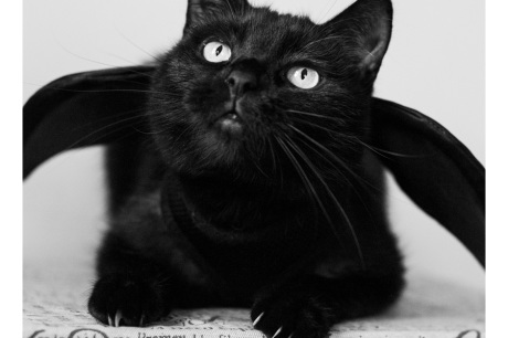 Bat Cat