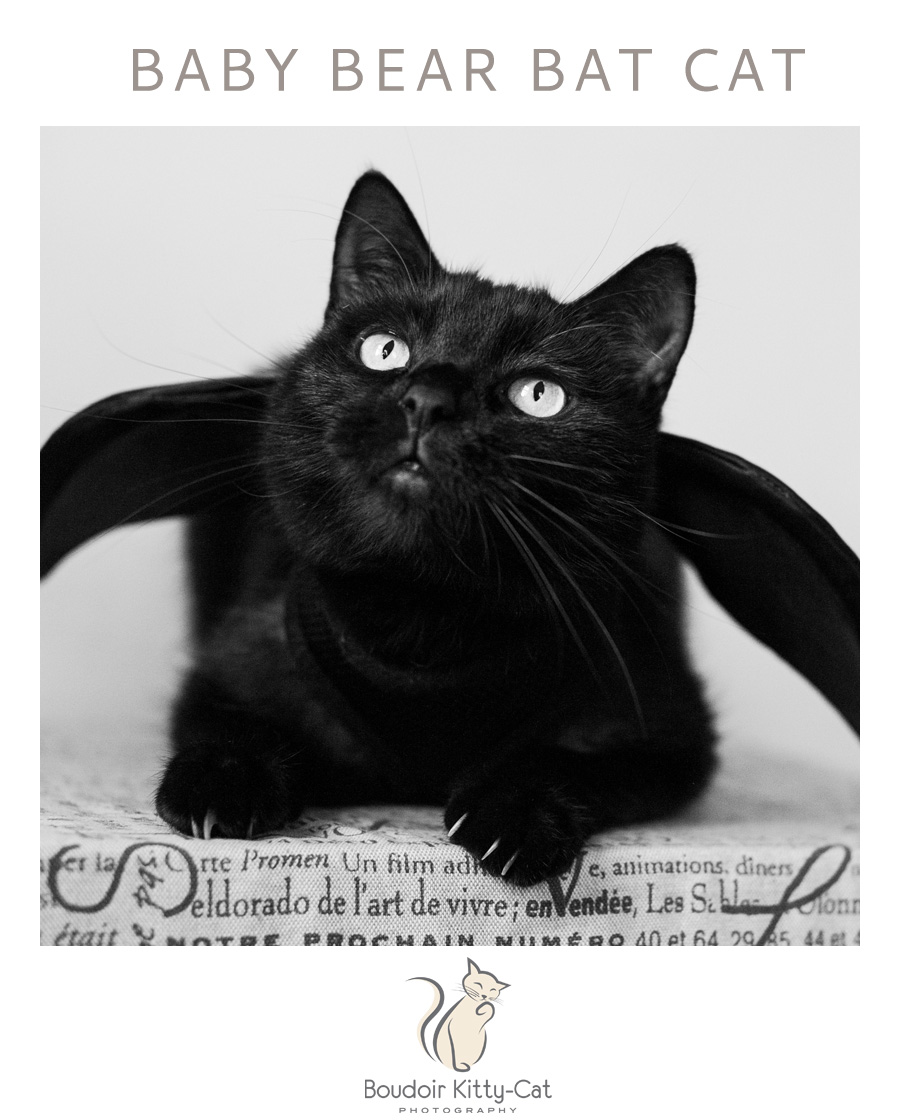 Bat Cat