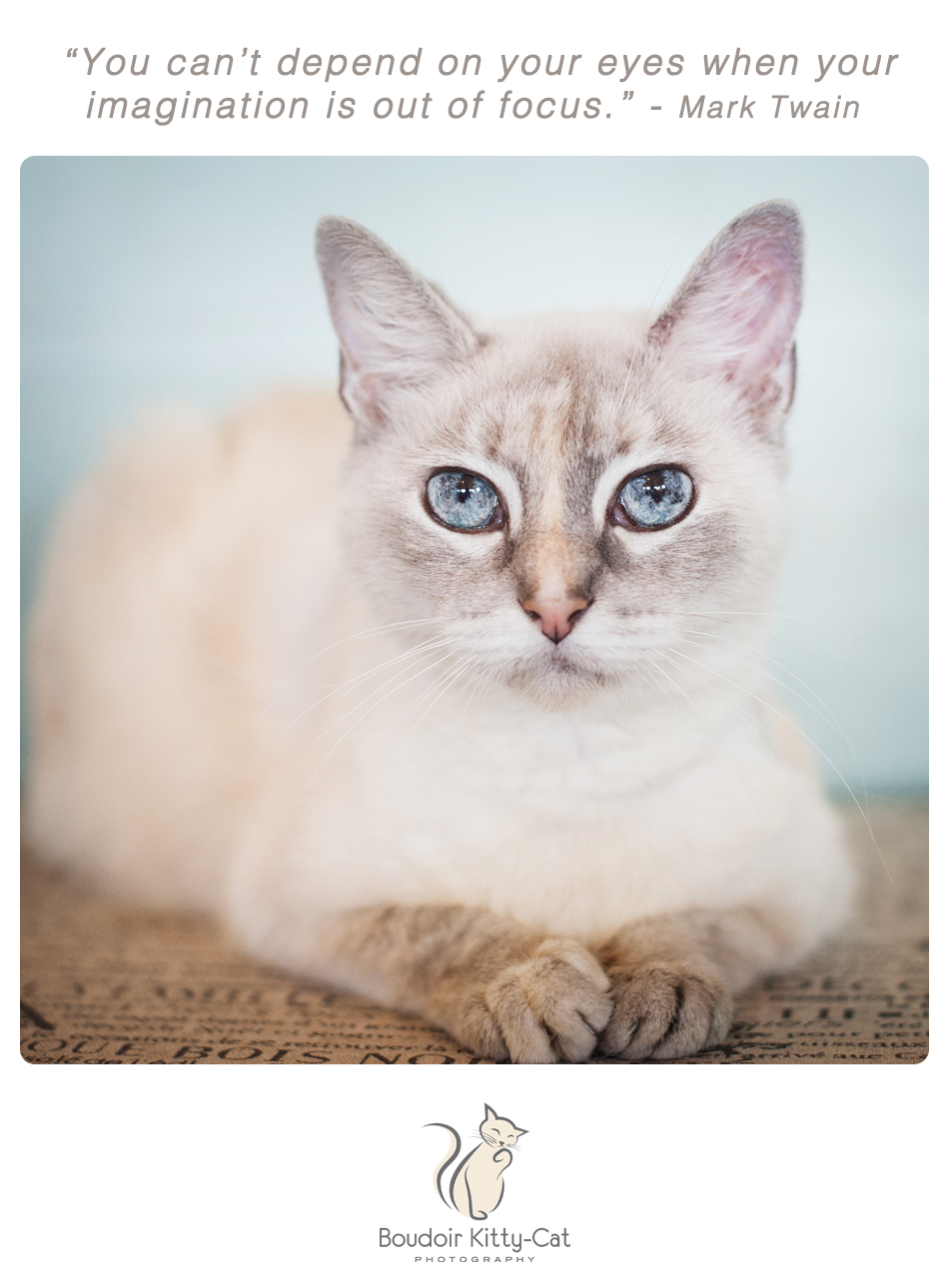 Boudoir Kitty-Cat Photography Presents The Inspired Cat Day-008