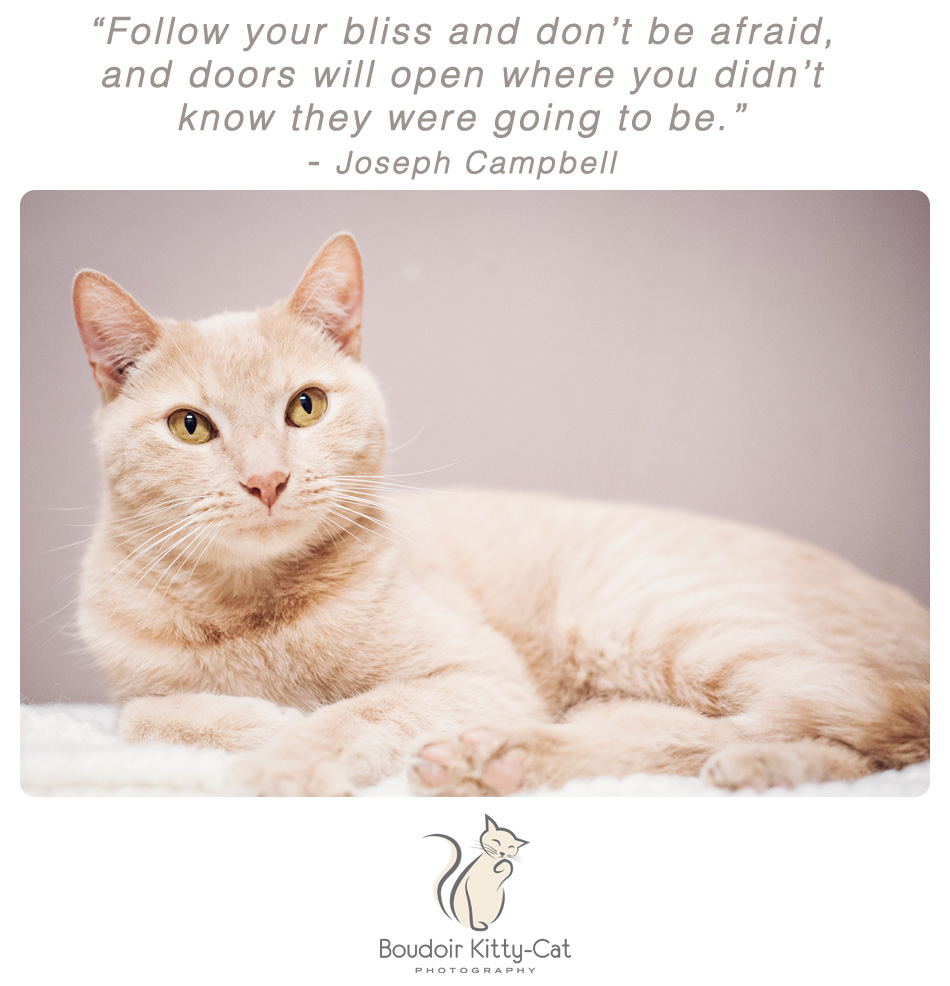 Buff tabby cat photo and Jospeph Campbell quote