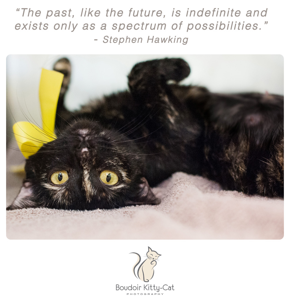 Torti cat photo and Stephen Hawking quote