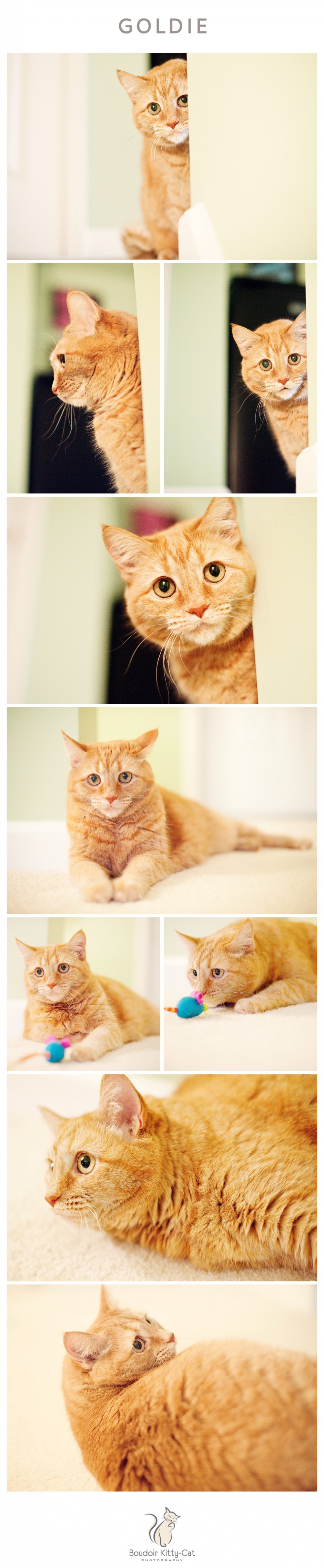 Orange Tabby Cat Photos