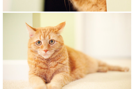 Orange Tabby Cat Photos