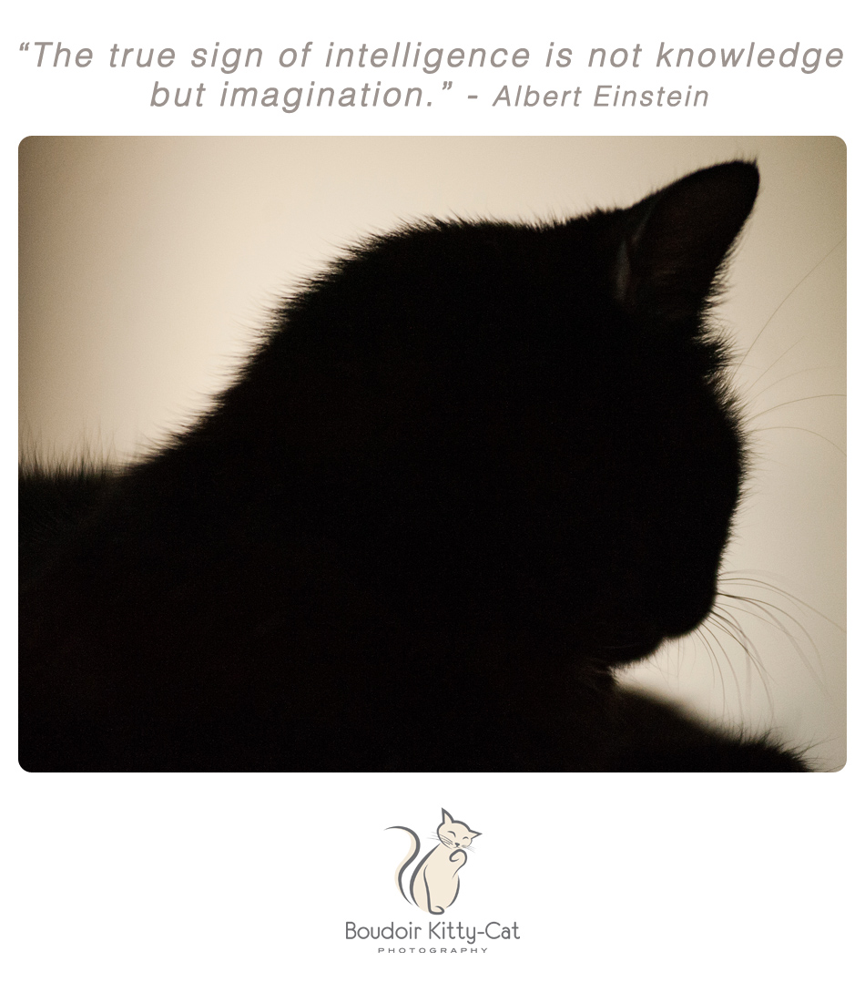 Black cat photo and an inspirational quote