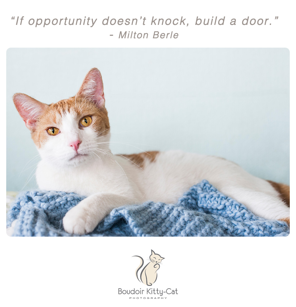 White and orange cat with Milton Berle quote