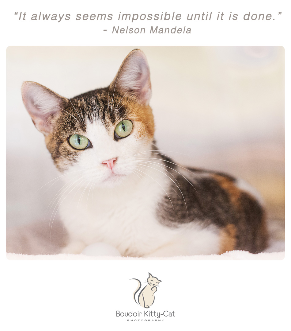 Cute cat photo and an inspirational quote