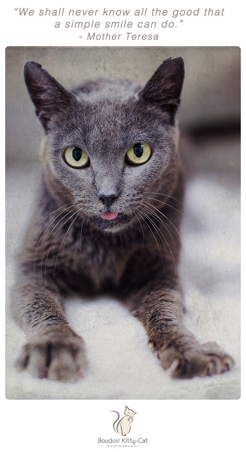 Russian blue cat photo