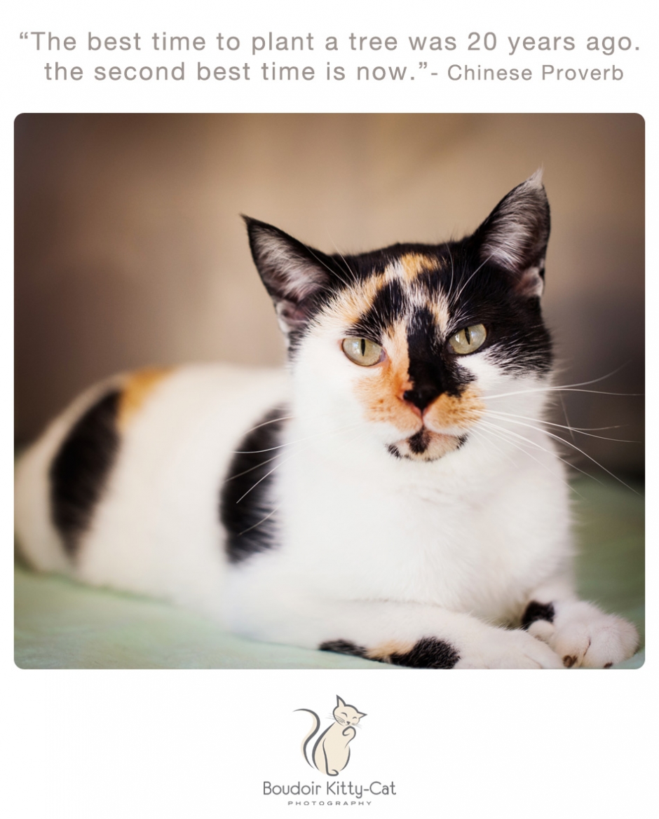 Calico cat photo