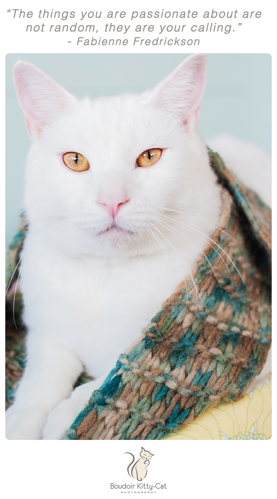 White cat photo