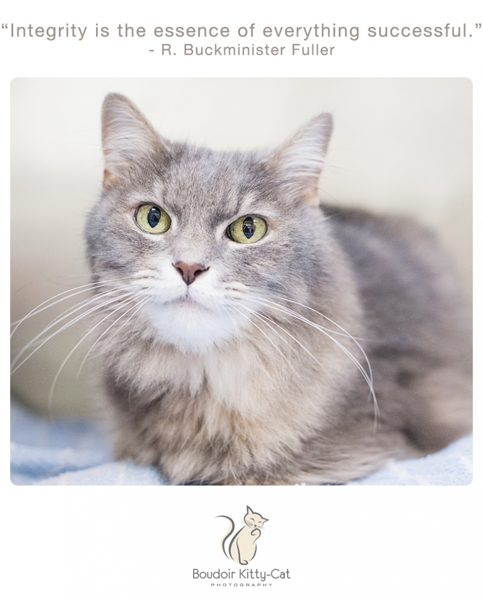 Long haired gray cat photo