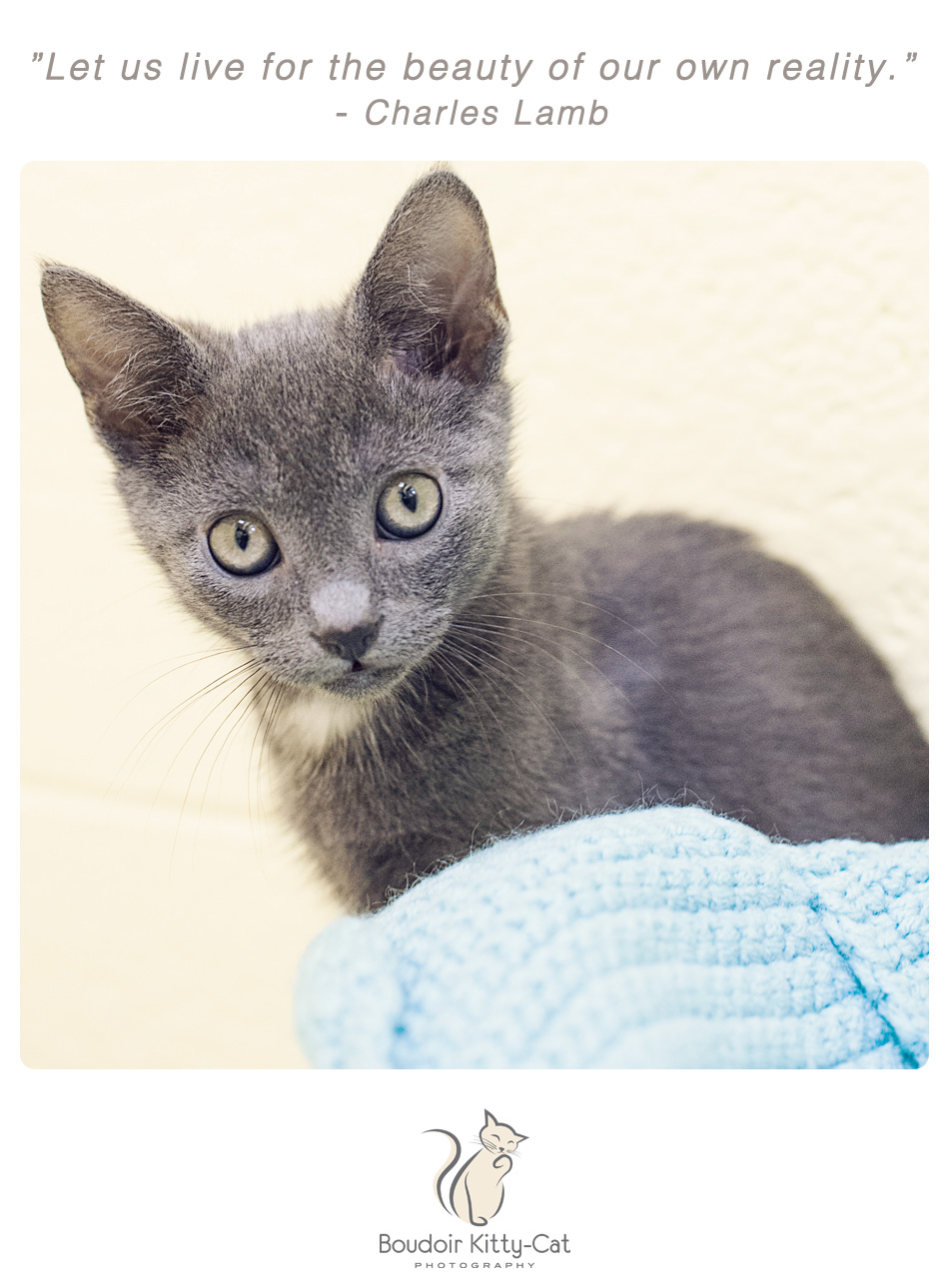 Gray and white kitten photo