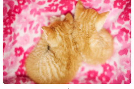 Ginger kittens