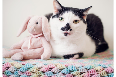 Black and white cat