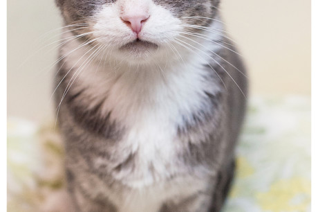 Gray and white cat