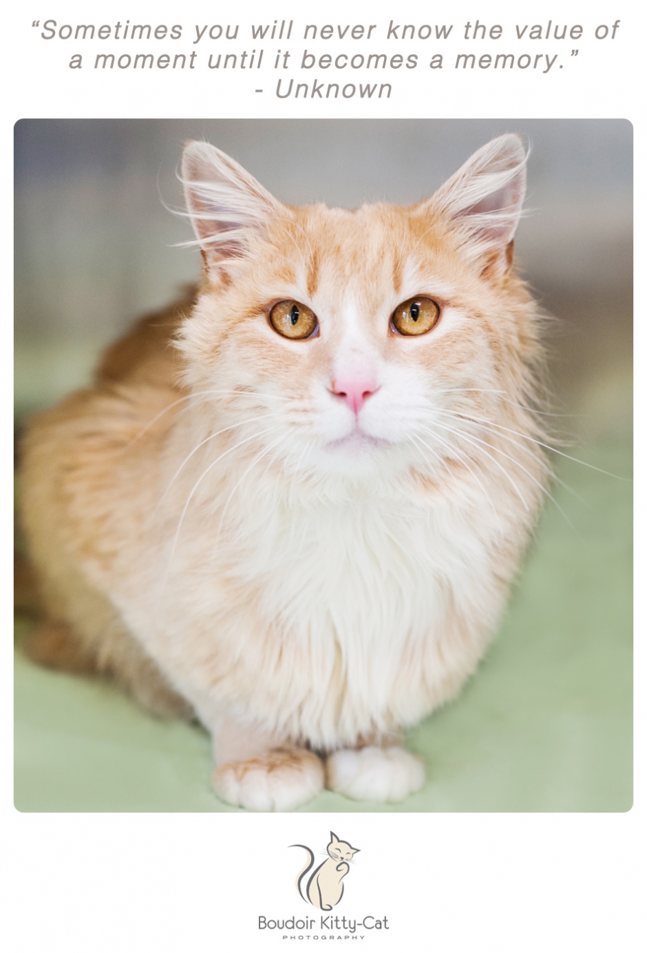 Orange and white tabby cat