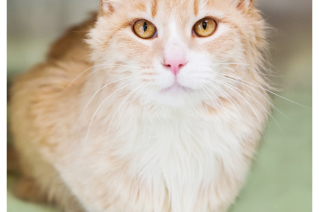 Orange and white tabby cat