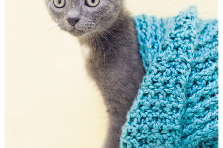 Russian blue kitten photo