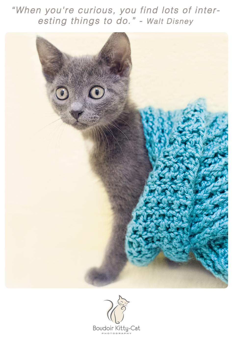 Russian blue kitten photo