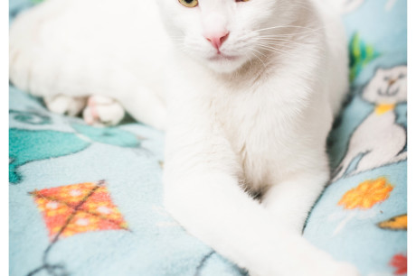 White cat photo