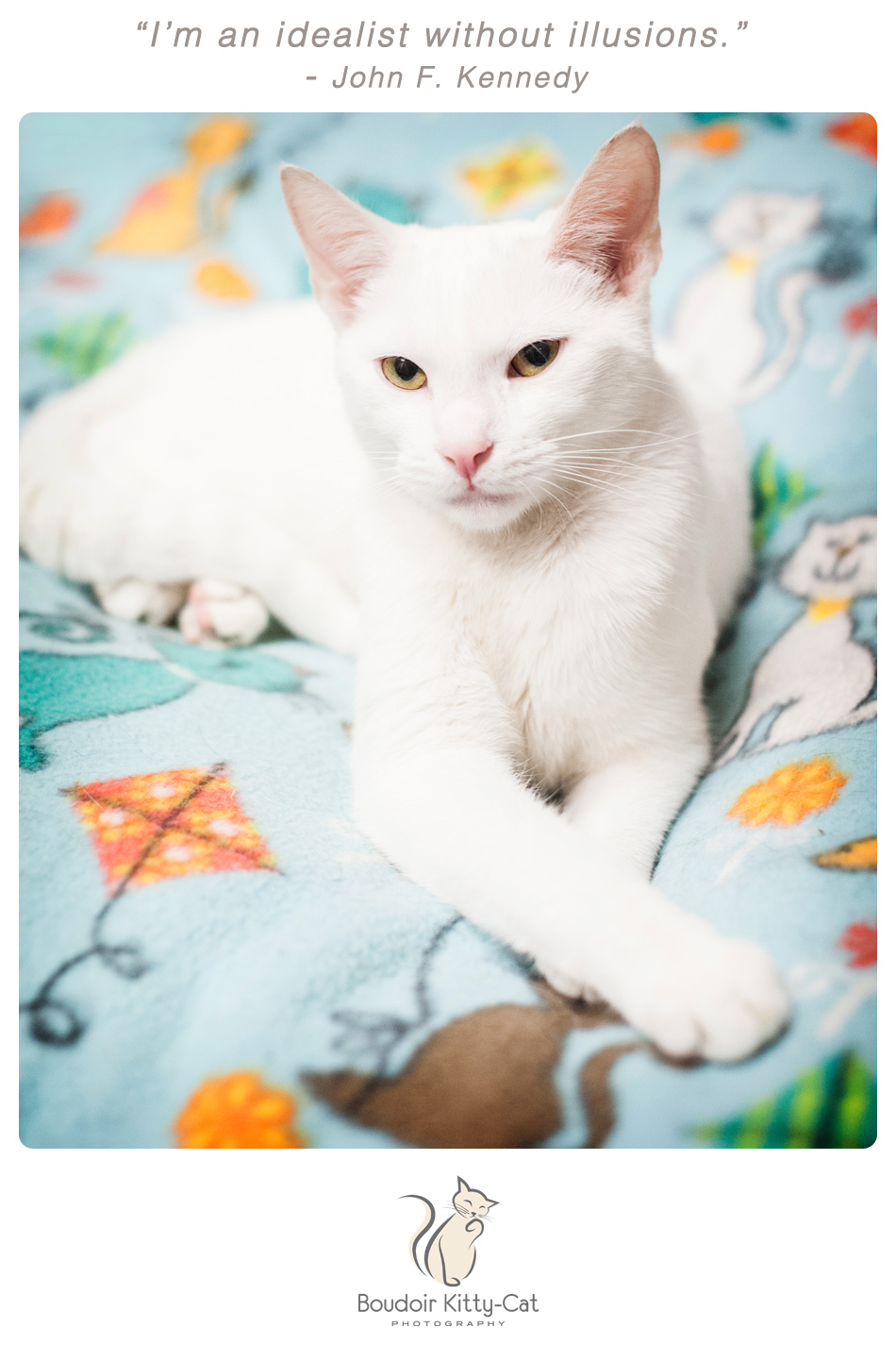 White cat photo