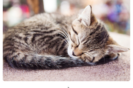 Brown tabby kitten photo