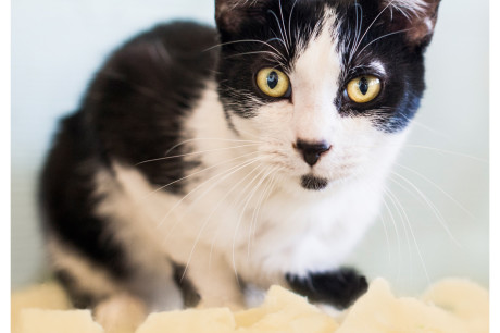 Photo of a black and white cat