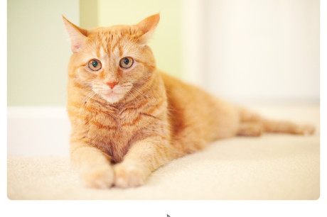 Orange tabby cat photo