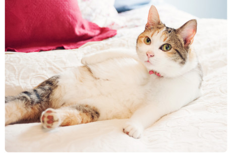 Calico cat photo