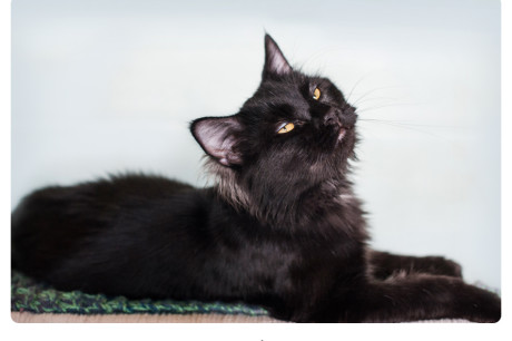 Long haired black cat photo