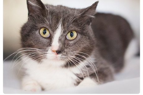 Gray and white cat photo