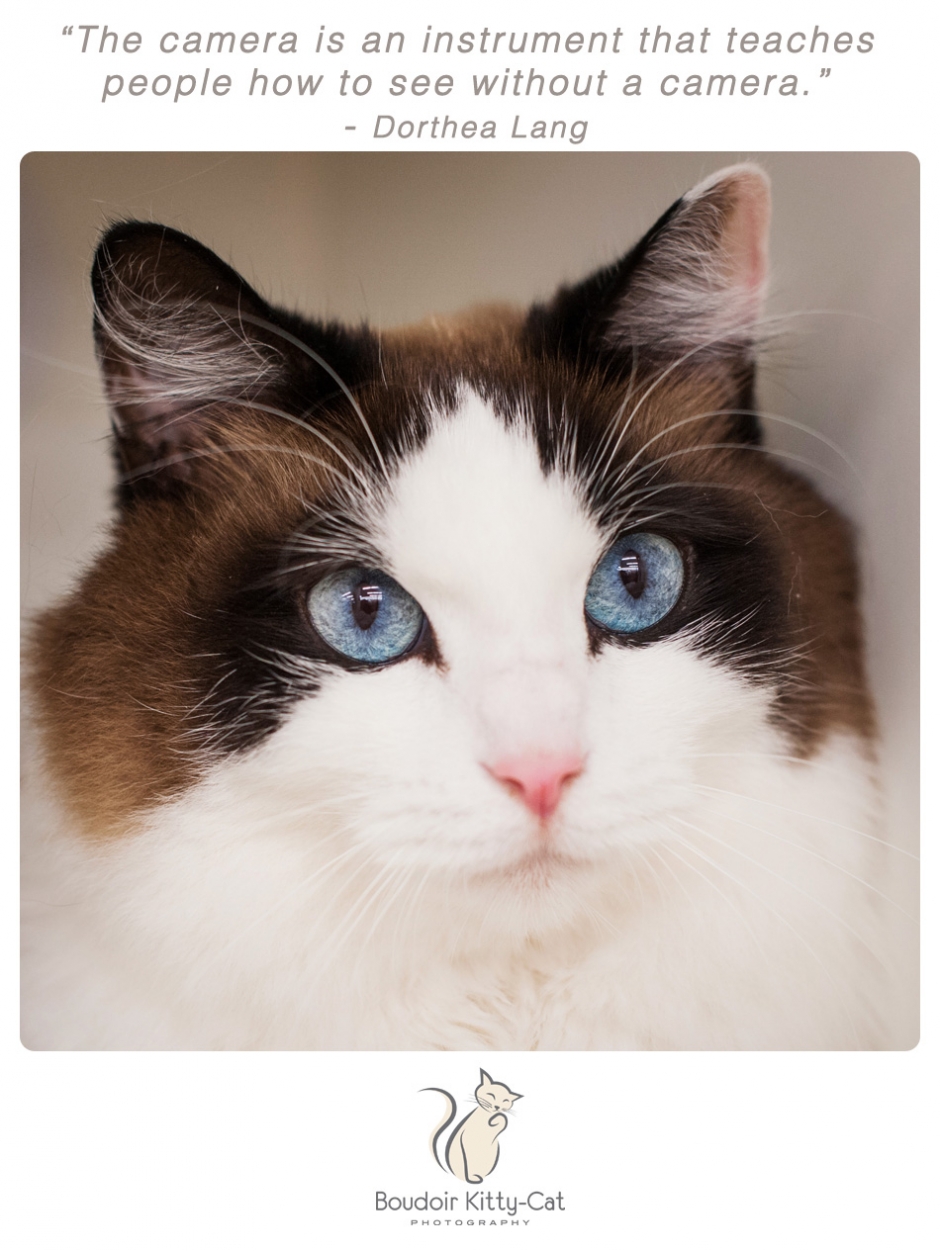 Chocolate and white Ragdoll cat photo