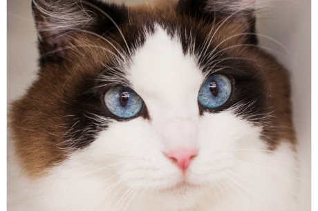 Chocolate and white Ragdoll cat photo