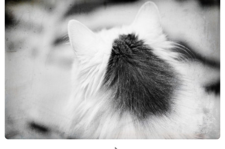 White and gray cat photo